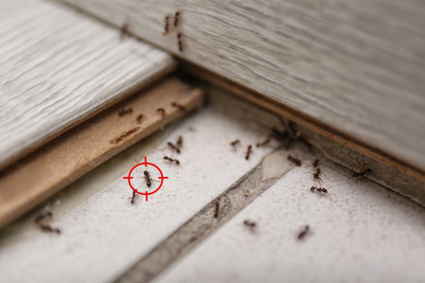 Best Mosquito Control Services  in Lakes East, CT